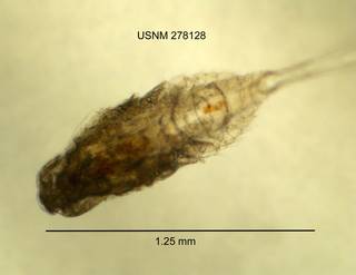 To NMNH Extant Collection (IZ CRT 278128 Acanthocyclops robustus dorsal length 50 photo)