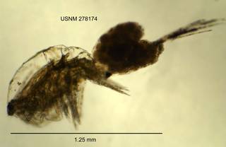 To NMNH Extant Collection (IZ CRT 278174 Acanthocyclops brevispinosus lateral length 50 photo)