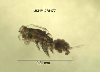 To NMNH Extant Collection (IZ CRT 278177 Microcyclops rubellus lateral length 32 photo)