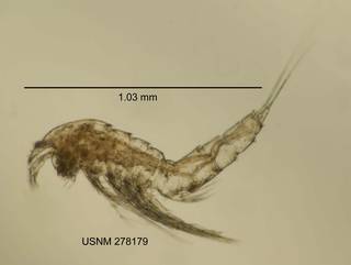 To NMNH Extant Collection (IZ CRT 278179 Canthocamptus vagus lateral length 41 photo)