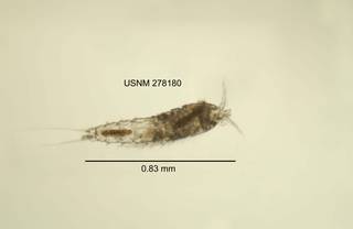 To NMNH Extant Collection (IZ CRT 278180 Elaphoidella bidens dorsal length 33 photo)
