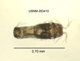 To NMNH Extant Collection (IZ CRT 283410 Bryocamptus (Limocamptus) hiemalis dorsal length 28 photo)
