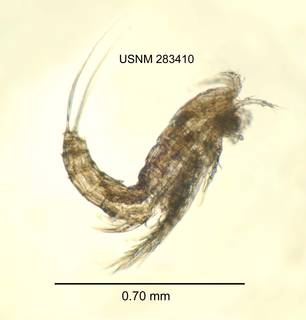 To NMNH Extant Collection (IZ CRT 283410 Bryocamptus (Limocamptus) hiemalis lateral length 28 photo)