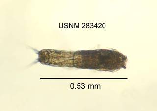 To NMNH Extant Collection (IZ CRT 283420 Elaphoidella amabilis dorsal length 21 photo)
