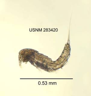 To NMNH Extant Collection (IZ CRT 283420 Elaphoidella amabilis lateral lenght 21 photo)