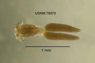 To NMNH Extant Collection (IZ CRT 78970 Ergasilus labracis dorsal 25x photo)