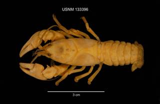 To NMNH Extant Collection (IZ CRT 133396 Cambarus (Jugicambarus) dubius dorsal photo)