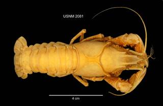 To NMNH Extant Collection (IZ CRT 2081 Cambarus pealei dorsal photo)