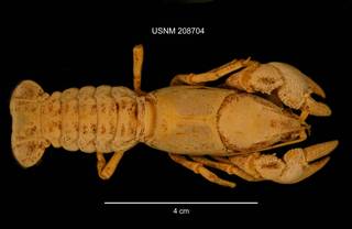 To NMNH Extant Collection (IZ CRT 208704 Cambarus diogenes dorsal photo)