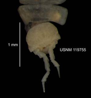 To NMNH Extant Collection (IZ CRT 119755 Miktoniscus racovitzai dorsal head at 25x photo)