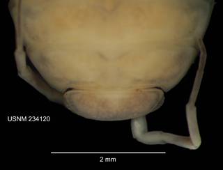 To NMNH Extant Collection (IZ CRT 234120 Philoscia muscorum dorsal head at 18x photo)
