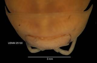 To NMNH Extant Collection (IZ CRT 25130 Armadillidium vulgare dorsal head at 12x photo)