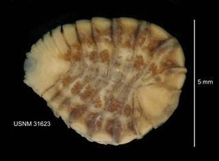 To NMNH Extant Collection (IZ CRT 31623 Probopyrus pandalicola dorsal at 9x photo)