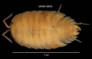 To NMNH Extant Collection (IZ CRT 39833 Porcellio laevis dorsal at 6x photo)