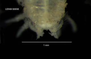 To NMNH Extant Collection (IZ CRT 66698 Synidotea sp. dorsal head at 50x photo)