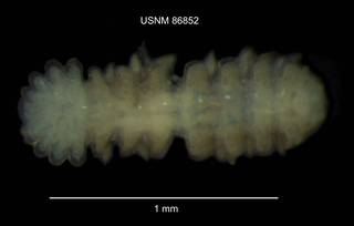 To NMNH Extant Collection (IZ CRT 86852 Probopyrus pandalicola dorsal at 50x photo)