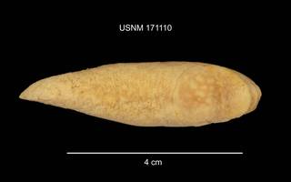 To NMNH Extant Collection (IZ MOL 171110 Limax flavus dorsal photo)
