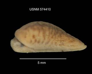 To NMNH Extant Collection (IZ MOL 574410 Pallifera sp. lateral at 6x photo)