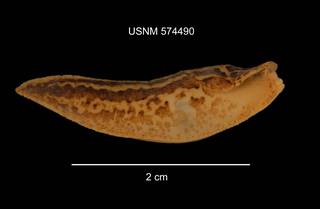 To NMNH Extant Collection (IZ MOL 574490 Limax maximus lateral photo)