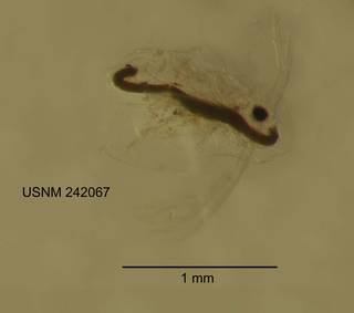 To NMNH Extant Collection (IZ CRT 242067 Daphnia pulex at 25x photo)