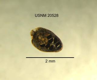 To NMNH Extant Collection (IZ WRM 20528 Mesostoma columbianum at 12x photo)