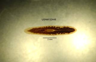To NMNH Extant Collection (IZ WRM 52448 Dugesia dorotocephala at 6x photo)