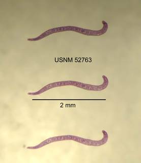 To NMNH Extant Collection (IZ WRM 52763 Procotyla typhlops at 12x photo)