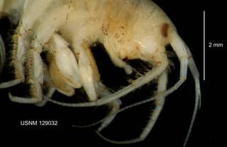 To NMNH Extant Collection (IZ CRT 129032 Gammarus fasciatus head and claw at 12x photo)
