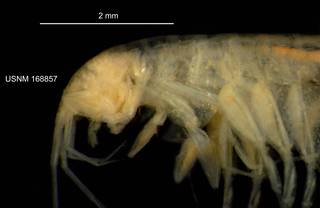 To NMNH Extant Collection (IZ CRT 168857 Stygobromus stegerorum lateral claw at 12x photo)