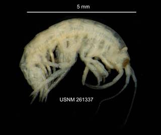 To NMNH Extant Collection (IZ CRT 261337 Gammarus palustris lateral at 9x photo)
