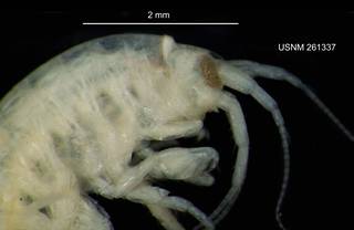 To NMNH Extant Collection (IZ CRT 261337 Gammarus palustris lateral head and claw at 18x photo)