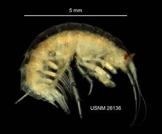 To NMNH Extant Collection (IZ CRT 261316 Gammarus mucronatus lateral at 9x photo)