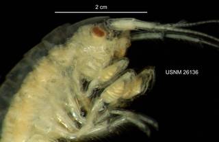 To NMNH Extant Collection (IZ CRT 261316 Gammarus mucronatus lateral head and claw at 12x photo)