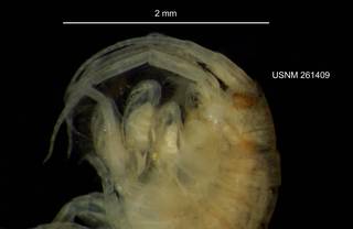 To NMNH Extant Collection (IZ CRT 261409 Gammarus daiberi lateral head and claw at 25x photo)
