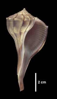 To NMNH Extant Collection (IZ 1009239 Shell)