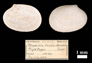 To NMNH Extant Collection (IZ MOL 95703 Mysella barbadensis)