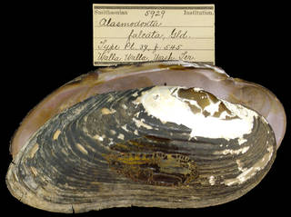 To NMNH Extant Collection (IZ MOL 5929 Alasmodonta falcata)