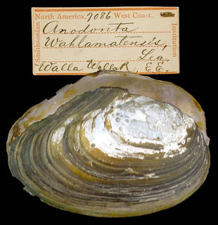 To NMNH Extant Collection (IZ MOL 7086 Anodonta wahlamatensis)