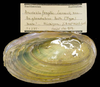 To NMNH Extant Collection (IZ MOL 25385)