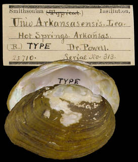 To NMNH Extant Collection (Unio arkansasensis)