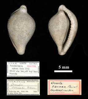 To NMNH Extant Collection (IZ MOL 418078 Pseudosimnia (Pseudosimnia) sphoni Holotype)