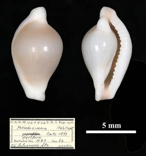 To NMNH Extant Collection (IZ MOL 460466 Pseudosimnia (Pseudosimnia) pyrifera Holotype)