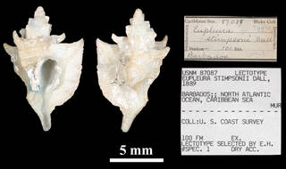To NMNH Extant Collection (IZ MOL 87087 Eupleura stimpsoni Holotype)