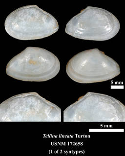 To NMNH Extant Collection (IZ MOL 172658 Tellina lineata Holotype)