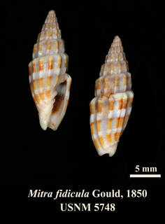 To NMNH Extant Collection (IZ MOL 5748 Mitra fidcula Holotype)