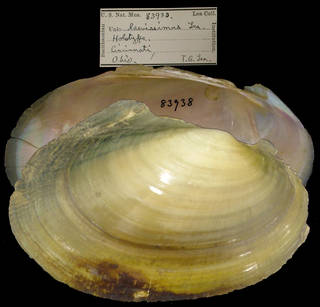 To NMNH Extant Collection (IZ MOL 83938)