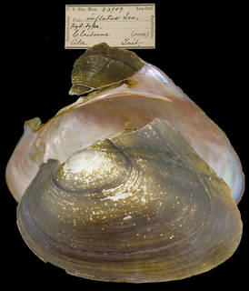 To NMNH Extant Collection (IZ MOL 83909 Holotype)
