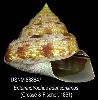 To NMNH Extant Collection (IZ MOL 888647 Shell)
