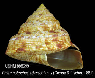 To NMNH Extant Collection (IZ MOL 888699 Shell)