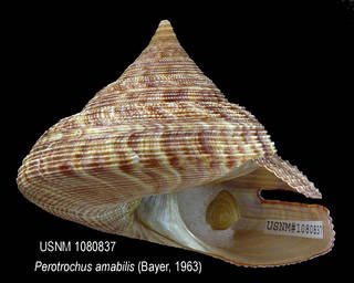 To NMNH Extant Collection (IZ 1080837 Shell)
